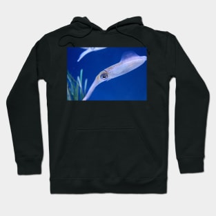 Curious Squid Hoodie